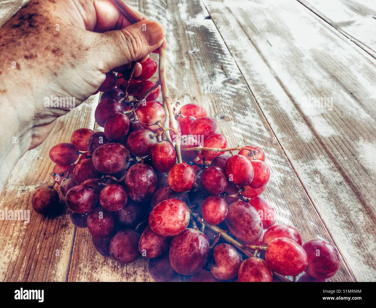 Woman picking up a bunch of red grapes - Smartphone Captured Stock Image