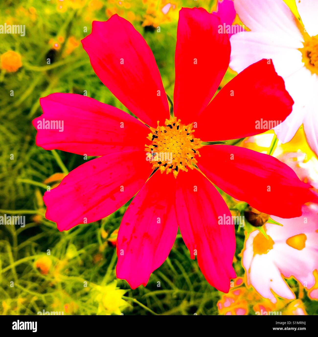 Pink garden flower hi-res stock photography and images - Alamy