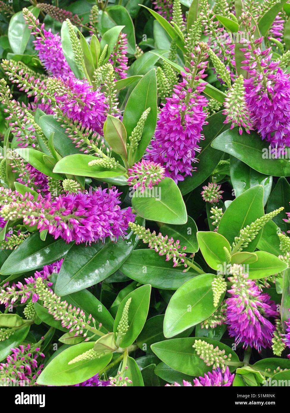 Wonderful purple Hebe Speciosa Addenda flowers Stock Photo