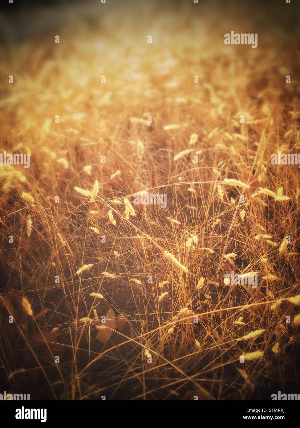 Golden grasses backlit by a setting summertime sun, British Columbia, Canada. Stock Photo
