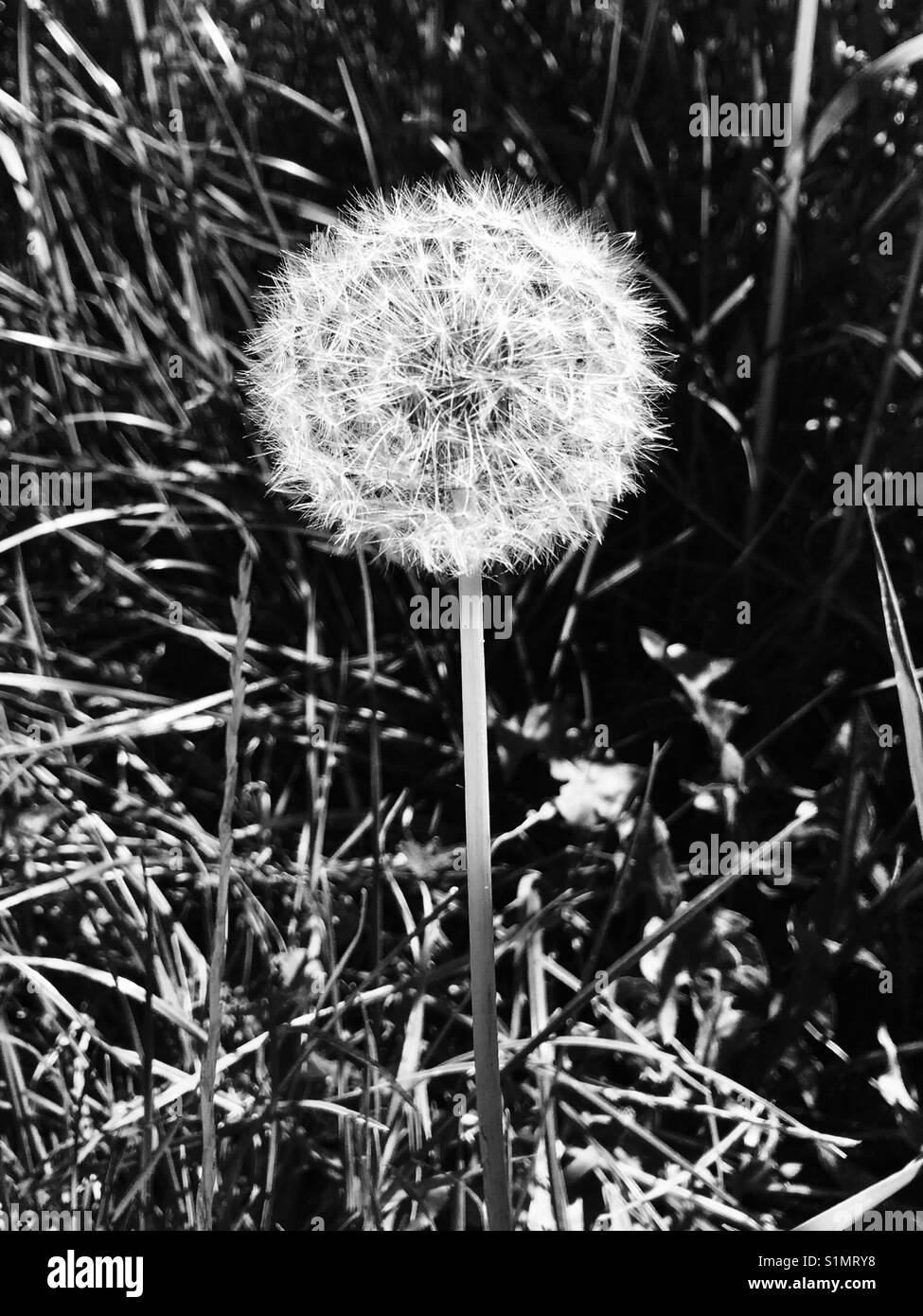 Dandelion seed head plant, black and white Stock Photo