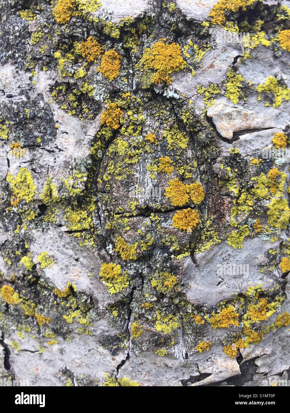 Colorful lichen growing on tree bark Stock Photo