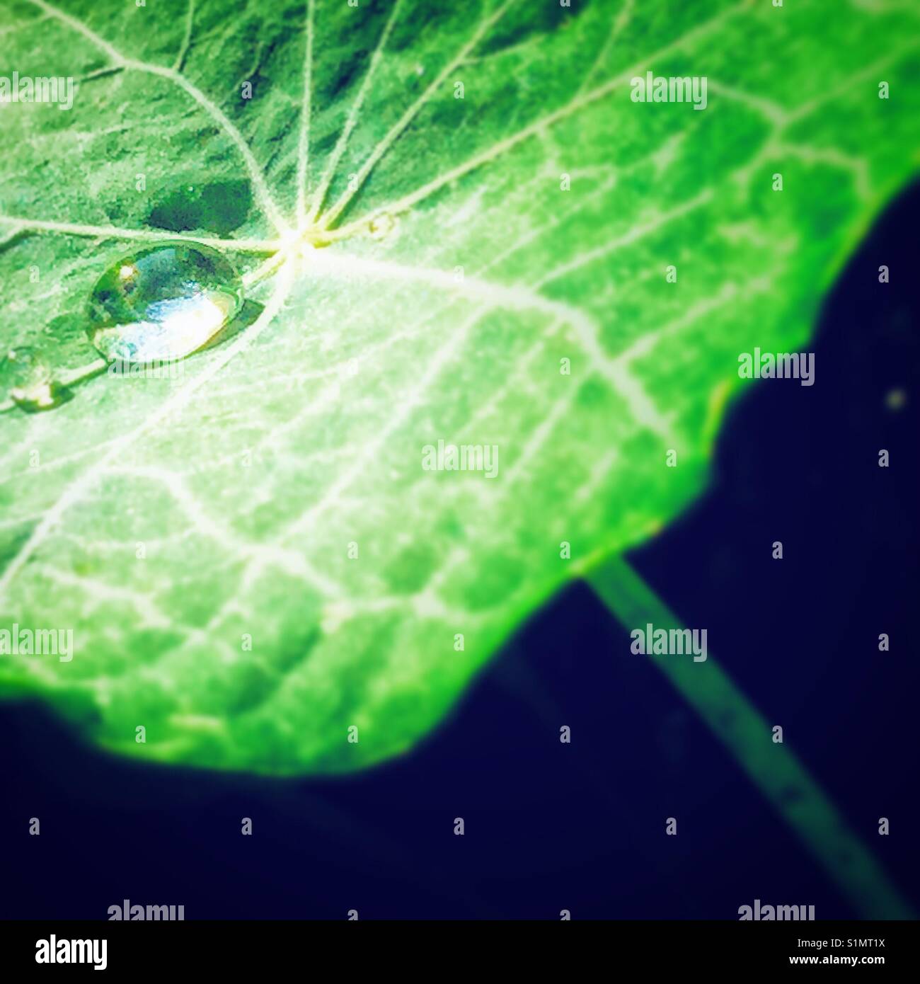 Water drop on a nasturtium leaf. - Smartphone Captured Stock Image