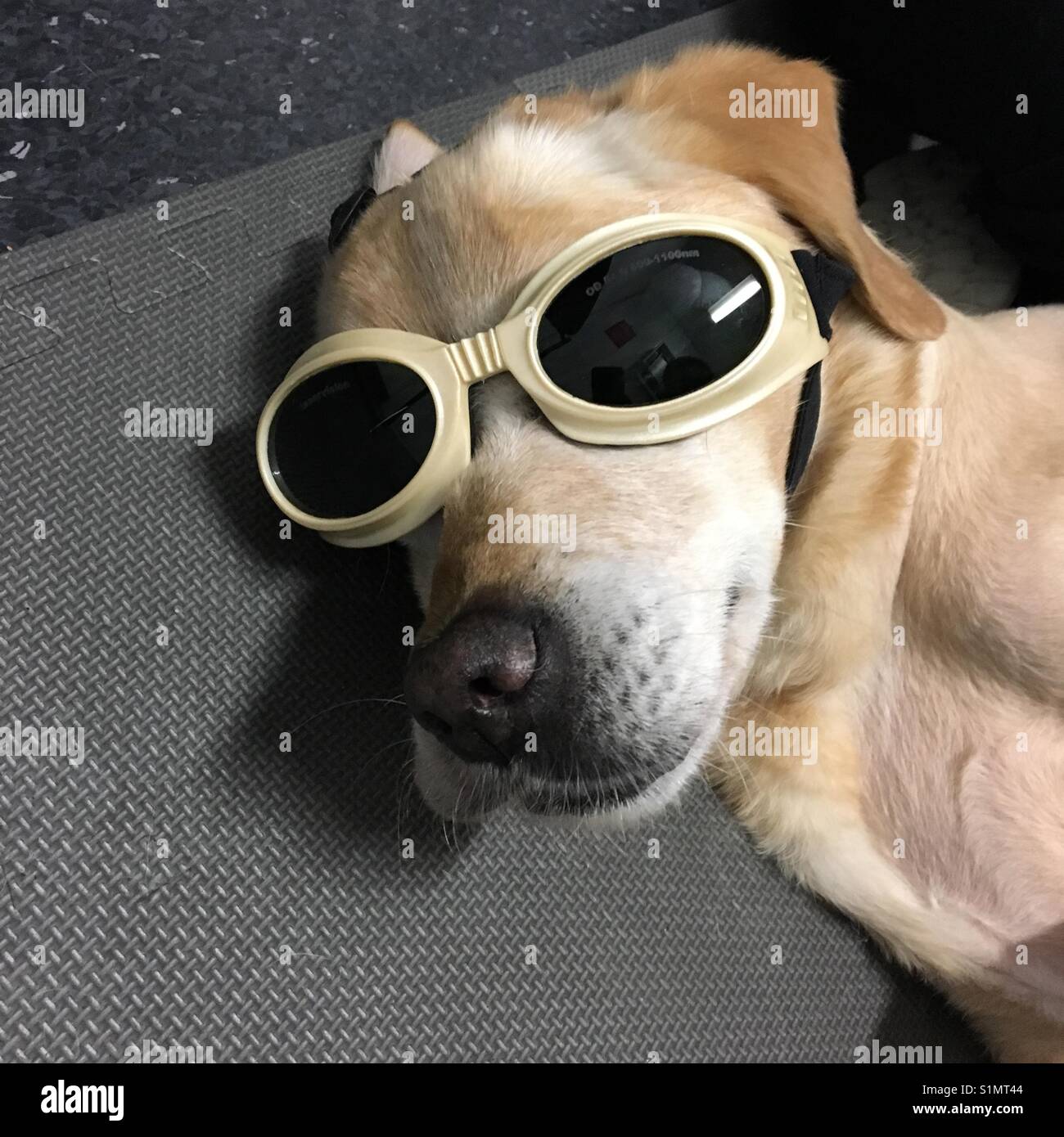 Labrador dog wearing goggles while getting laser treatment Stock Photo