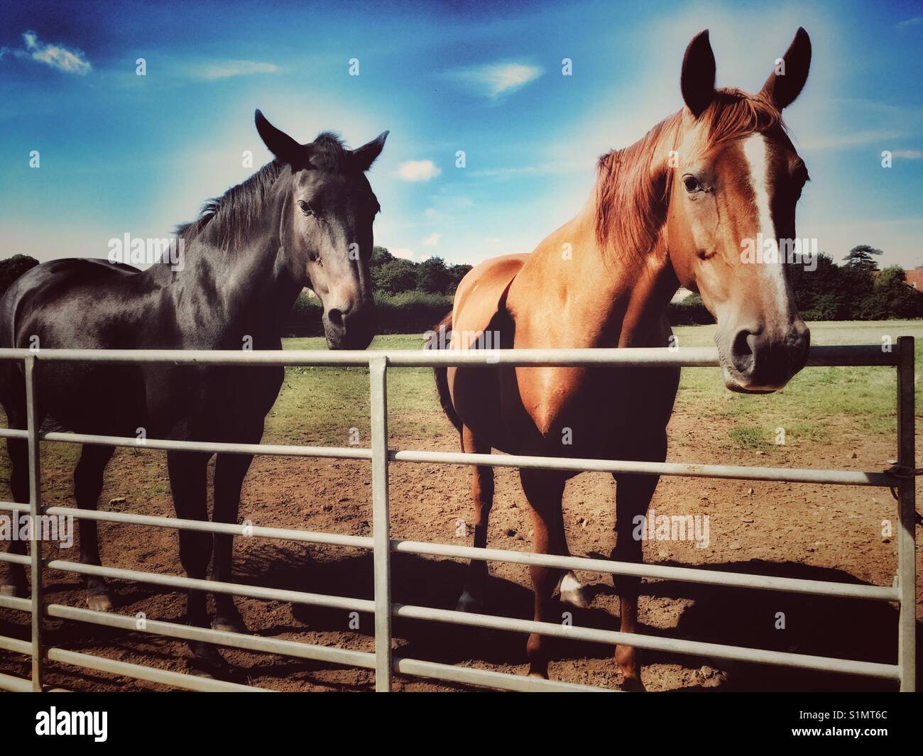 Horses - Smartphone Captured Stock Image