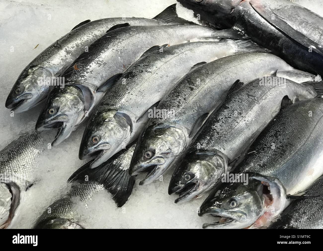 Chinook (King) Salmon, on ice, Pike Place Market, Seattle Stock Photo