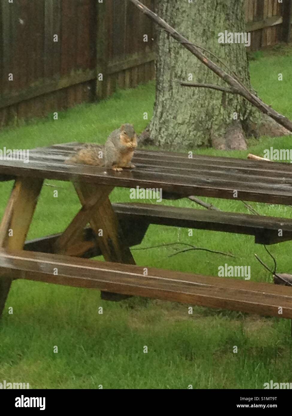 Squirrel on picnic table Stock Photo Alamy