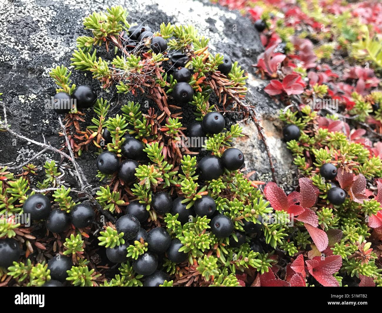 Berries growing wild hi-res stock photography and images - Alamy