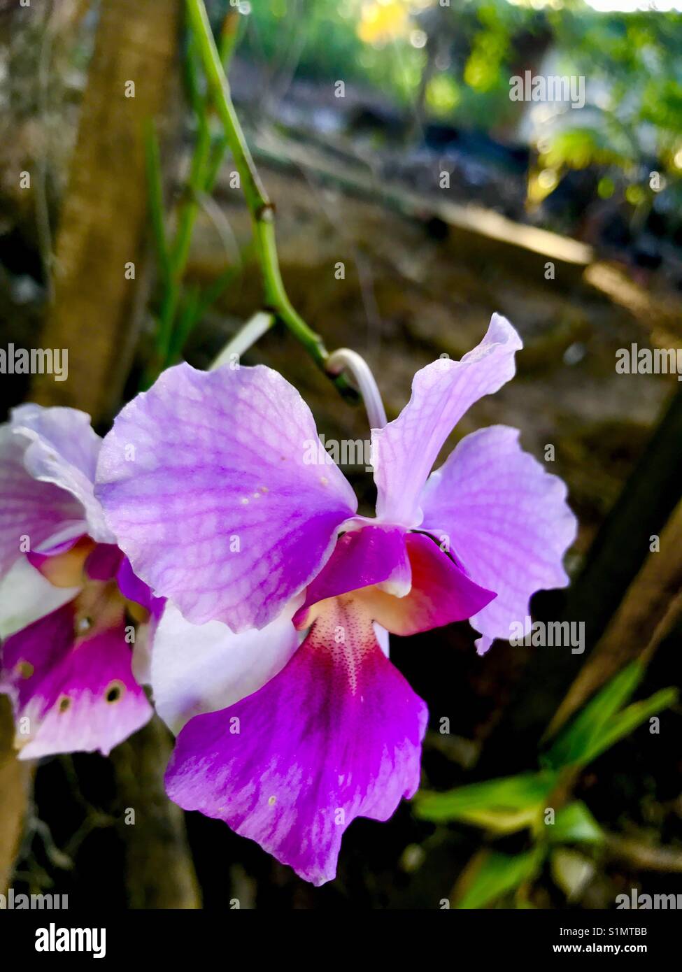 Orchid in Trinidad Stock Photo Alamy