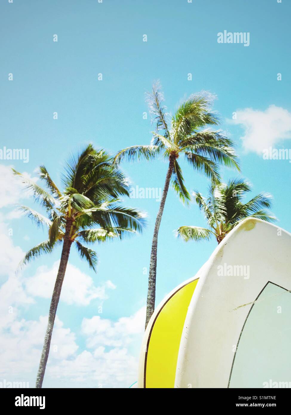Top of two surfboards with palm trees and blue sky in background. Stock Photo
