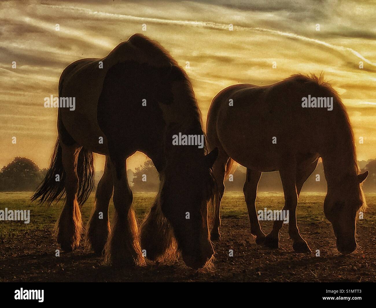 Two horses - Smartphone Captured Stock Image