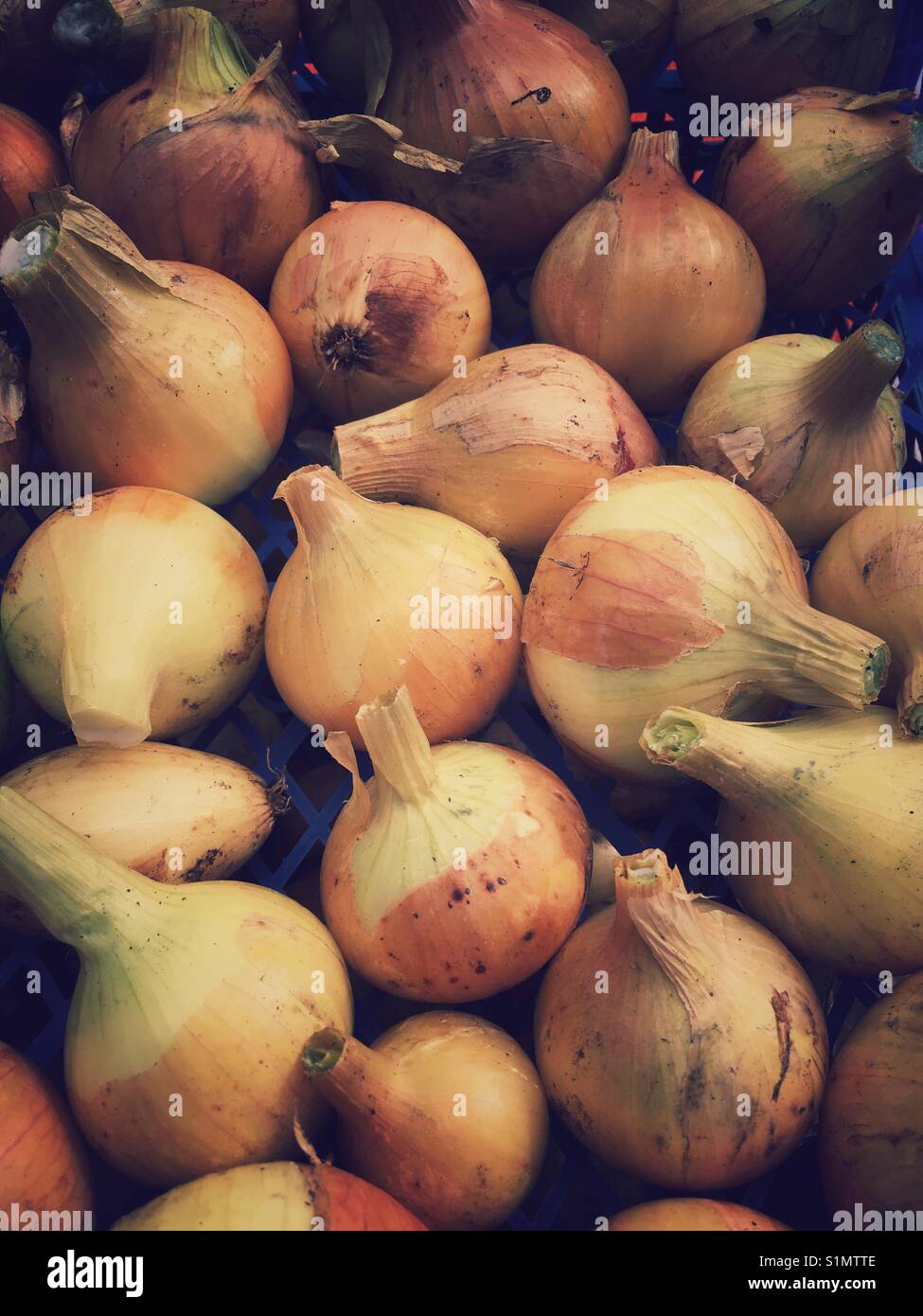 Allotment onions prepared and ready for storage Stock Photo Alamy