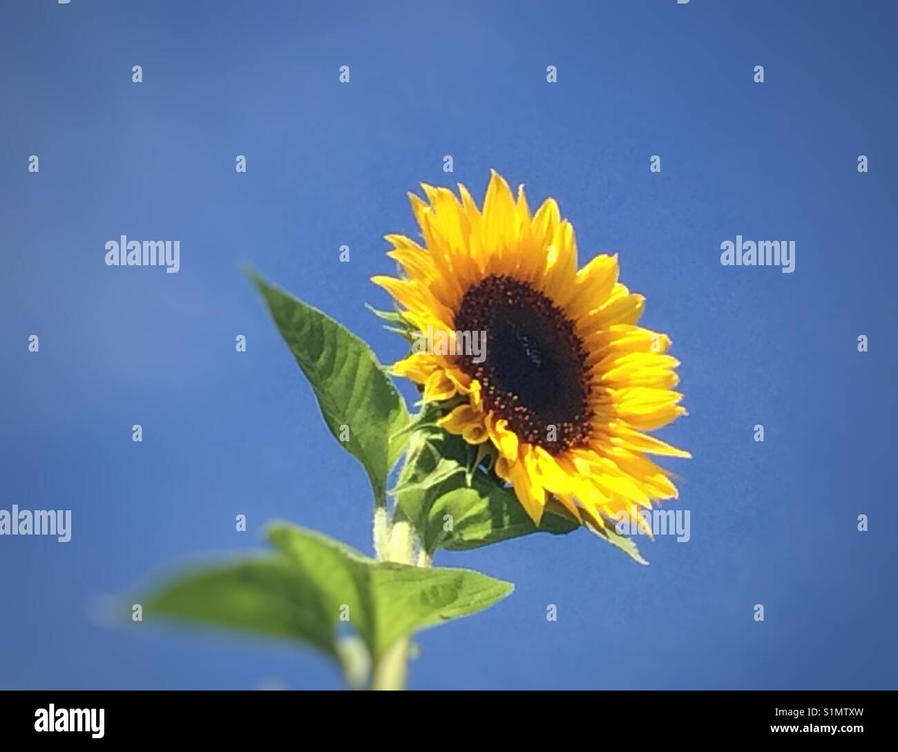 Blooming sunflower and clear blue sky. Stock Photo