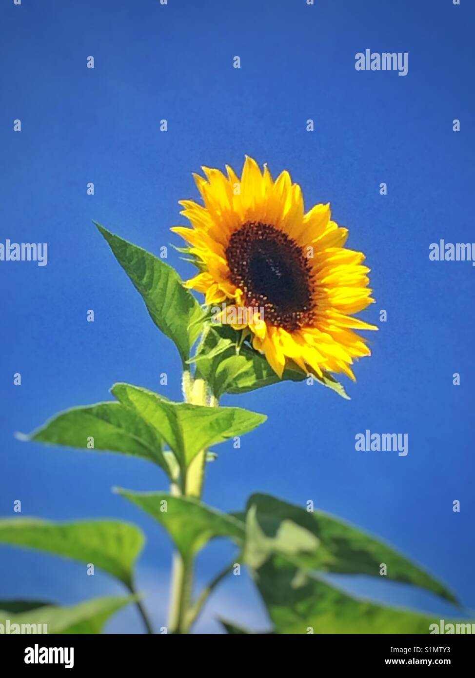 Blooming sunflower on a clear blue day Stock Photo Alamy