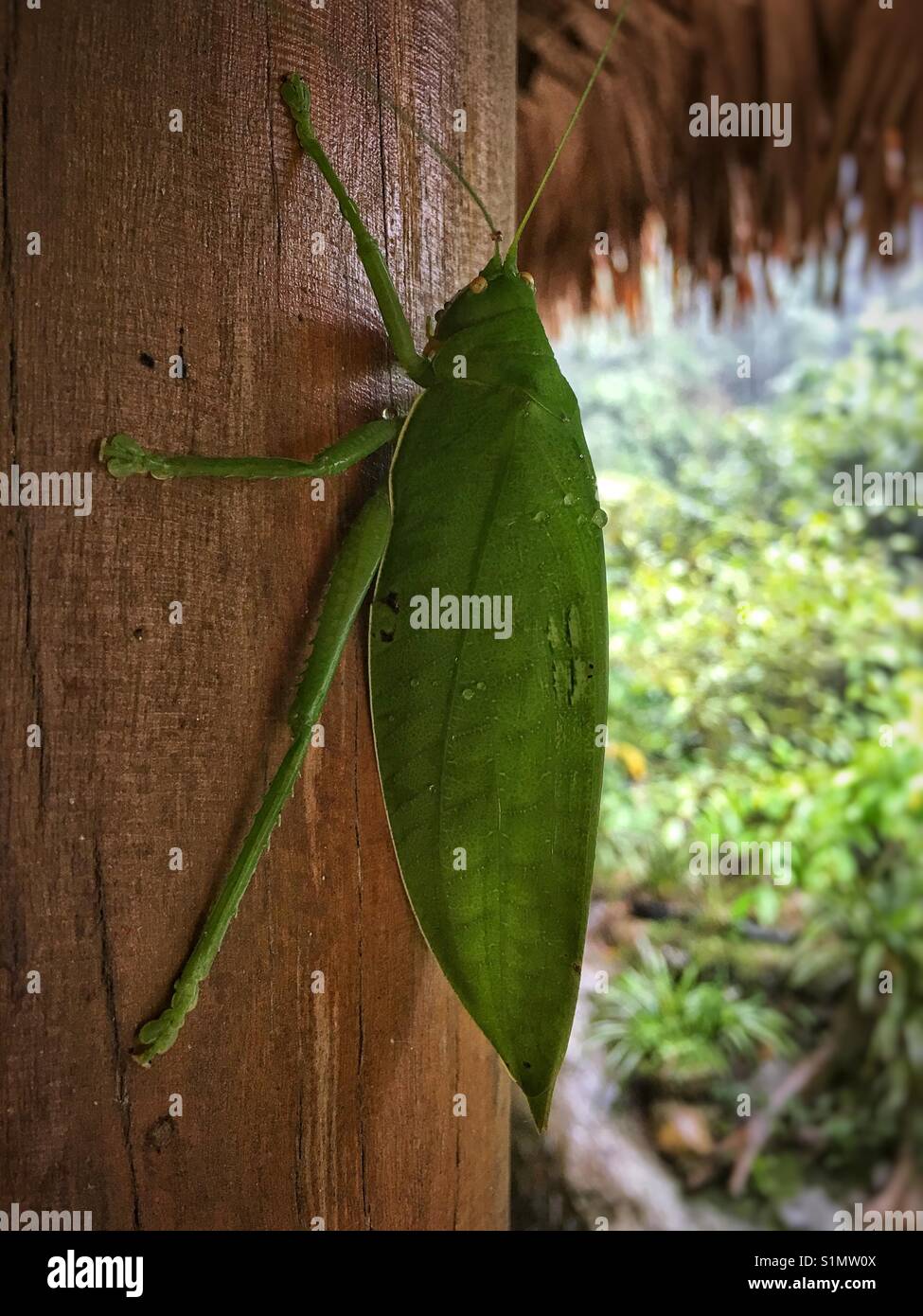 A large green jungle cricket on a post Stock Photo Alamy