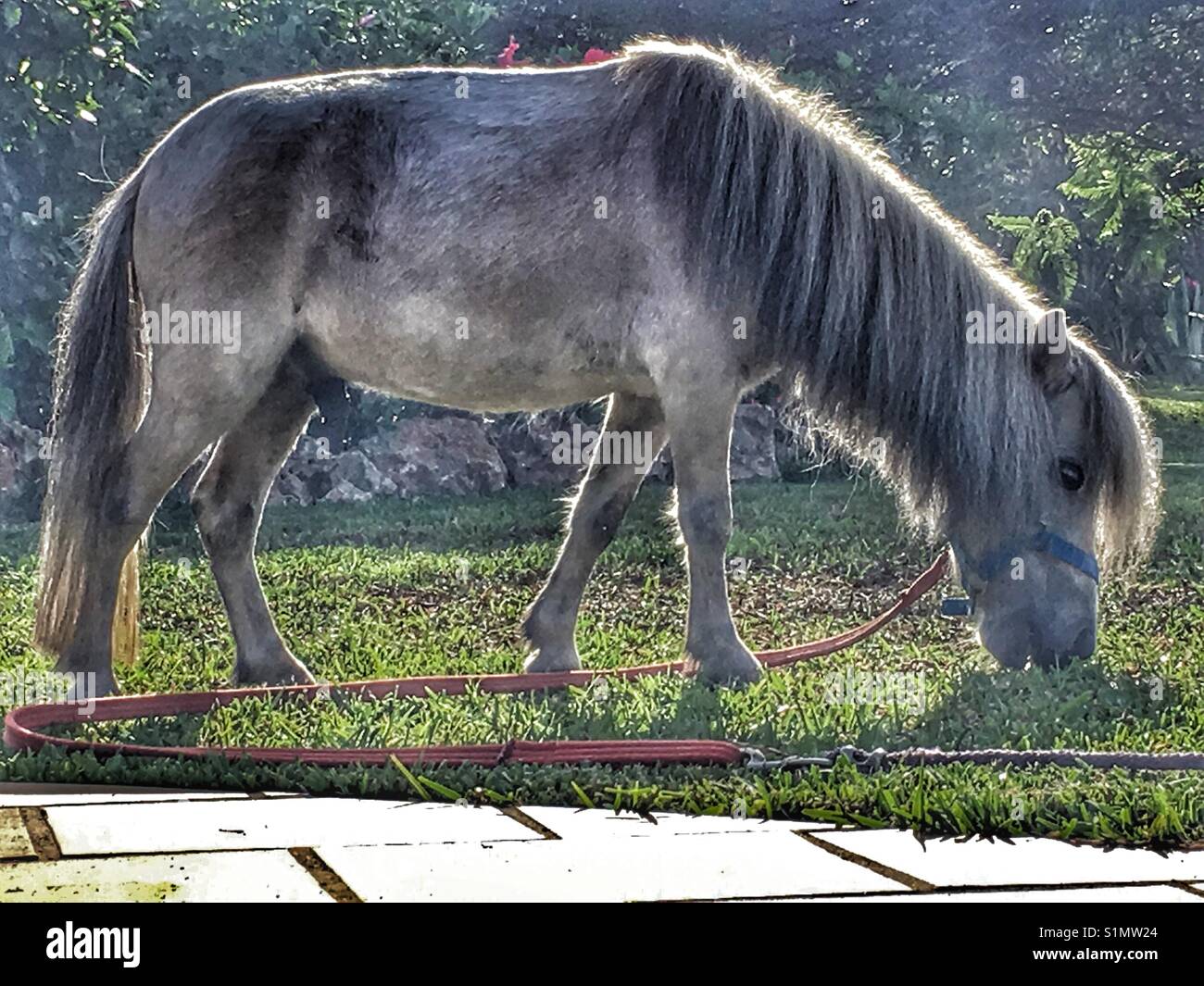 Falabella horse, grazing on the lawn Stock Photo