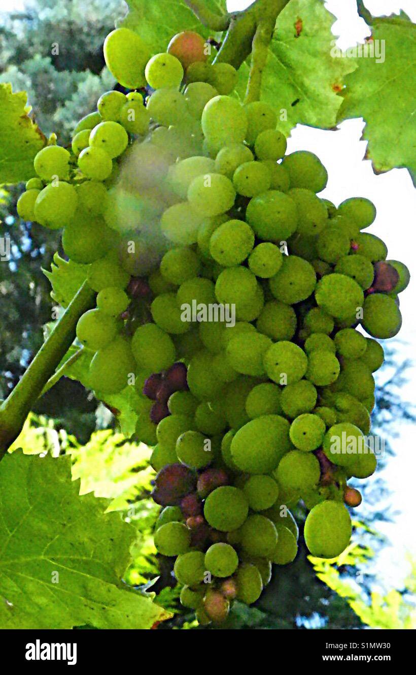 Grapes! - Smartphone Captured Stock Image
