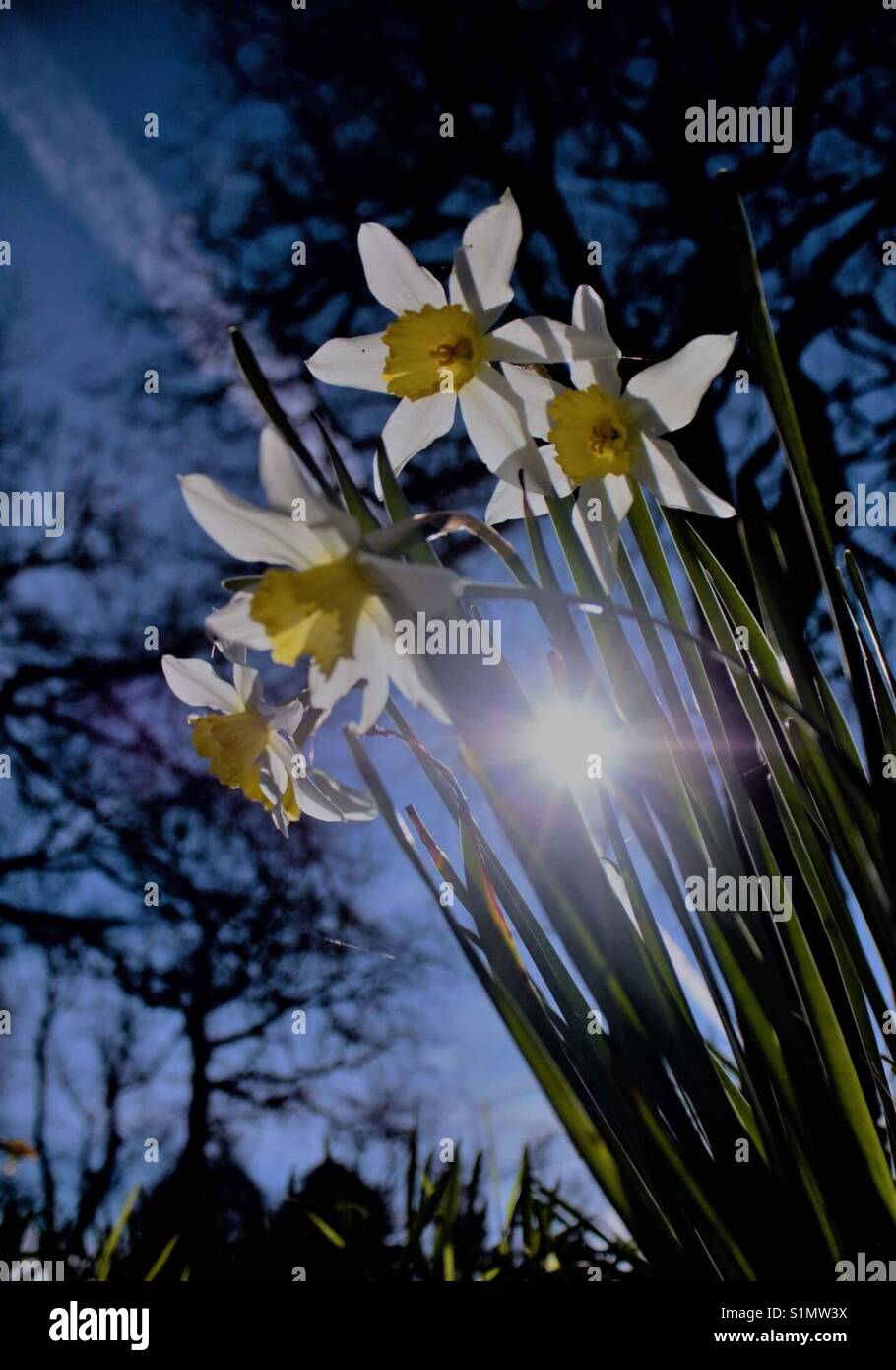 Daffodils in bloom around Christchurch Stock Photo Alamy