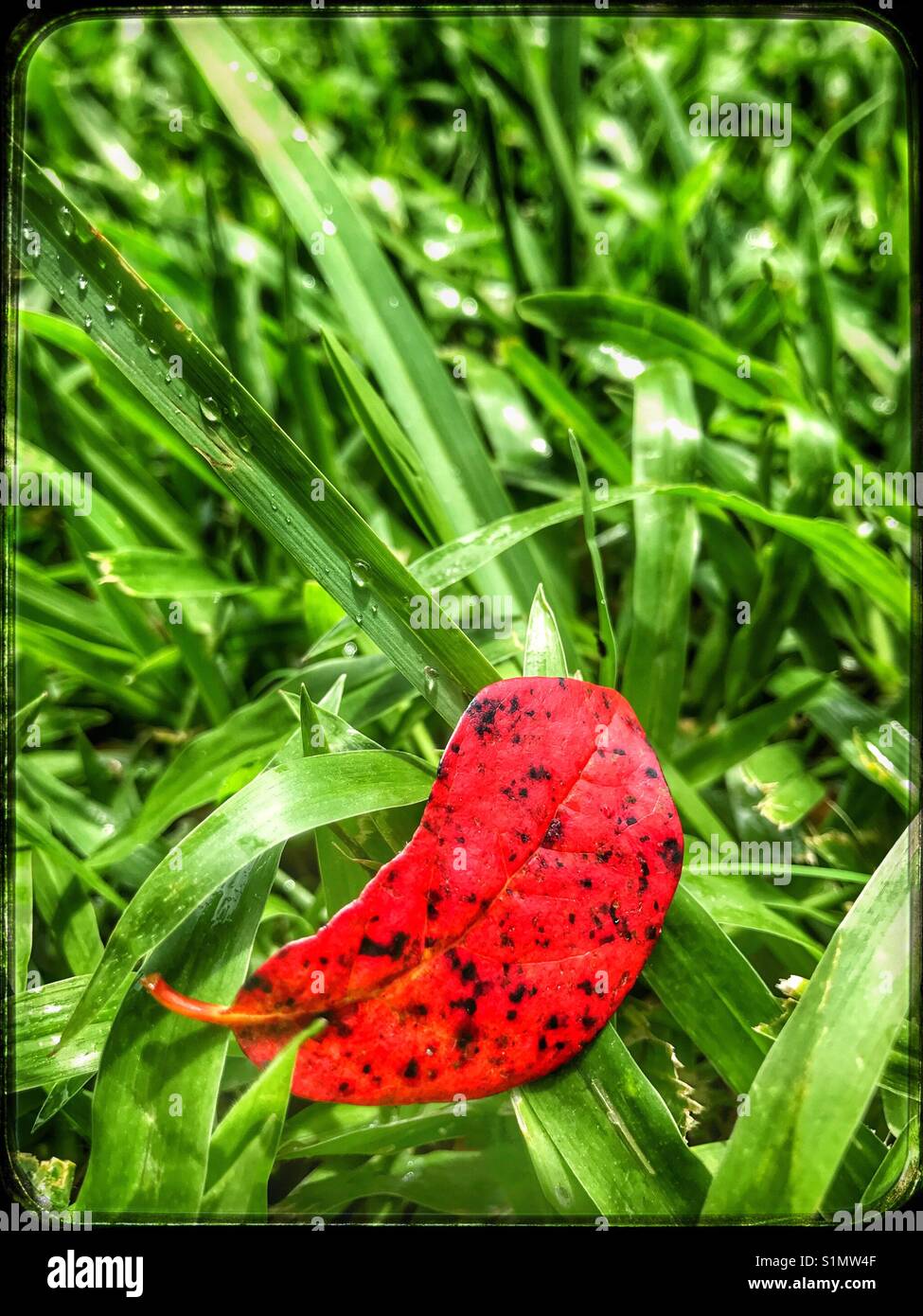 Red leaf on wet green grass Stock Photo