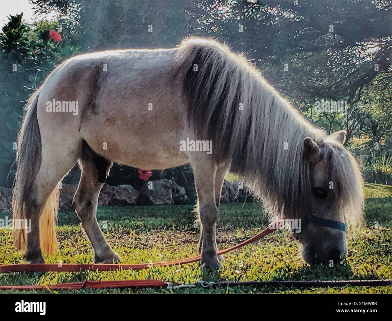 Falabella miniature horse, grazing on the lawn Stock Photo