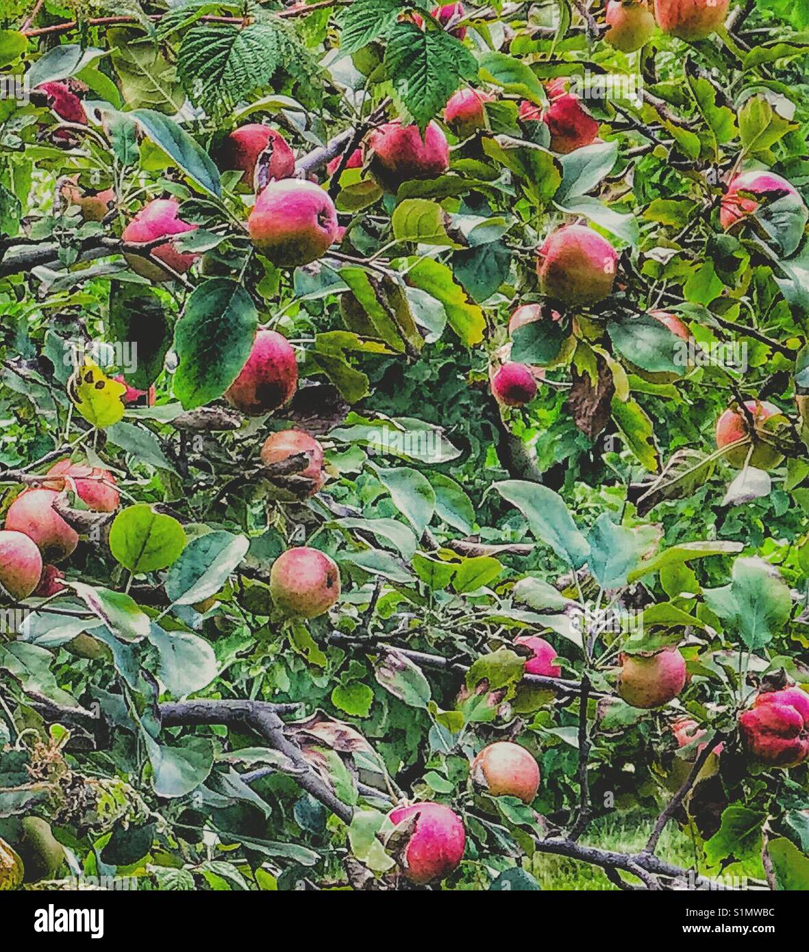 Apple tree. Stock Photo