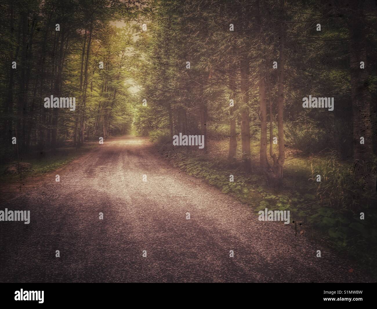 Road in the forest. Stock Photo