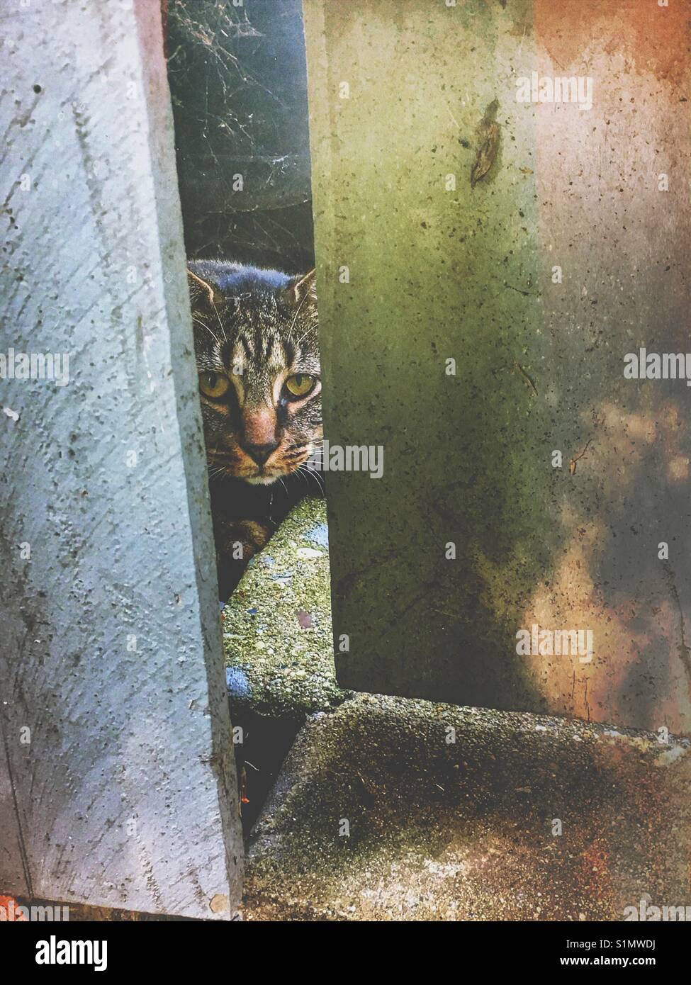 A tabby cat peeking through a white fence. - Smartphone Captured Stock Image