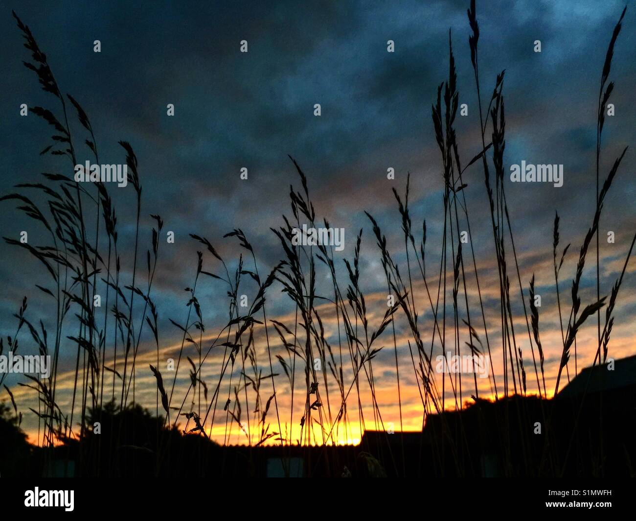 Sunset through the reeds, Mulfra, Cornwall - Smartphone Captured Stock Image