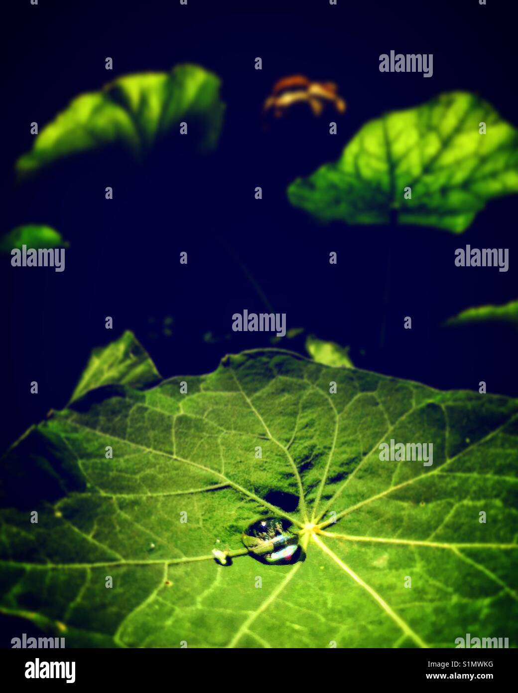 Water droplets on a nasturtium leaf - Smartphone Captured Stock Image