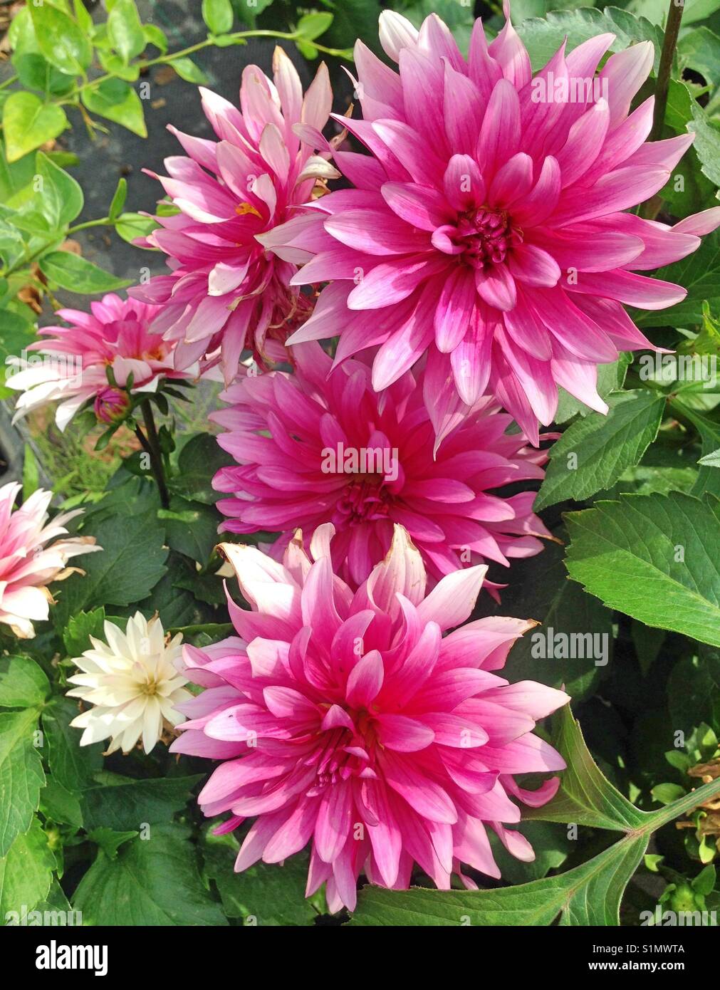 Beautiful pink Dahlia flowers blooming during summer Stock Photo Alamy