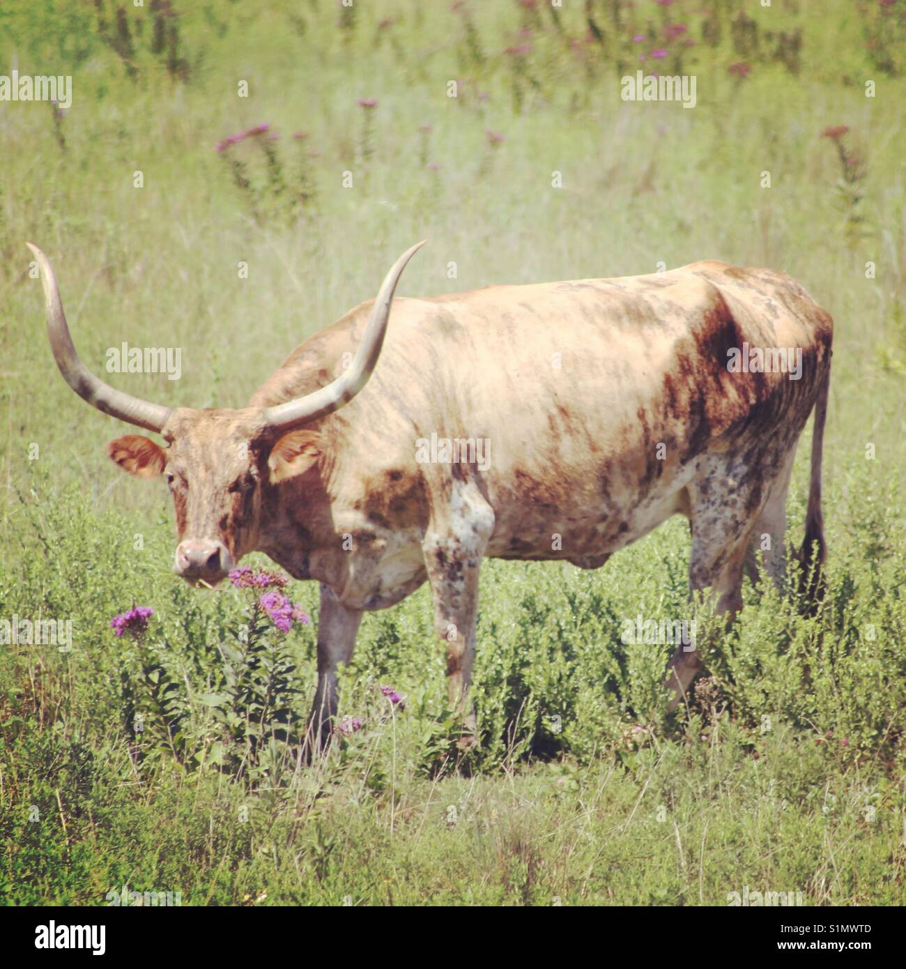Longhorn grass hi-res stock photography and images - Alamy