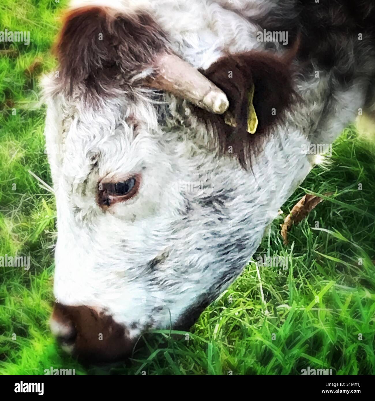 Cattle grazing - Smartphone Captured Stock Image