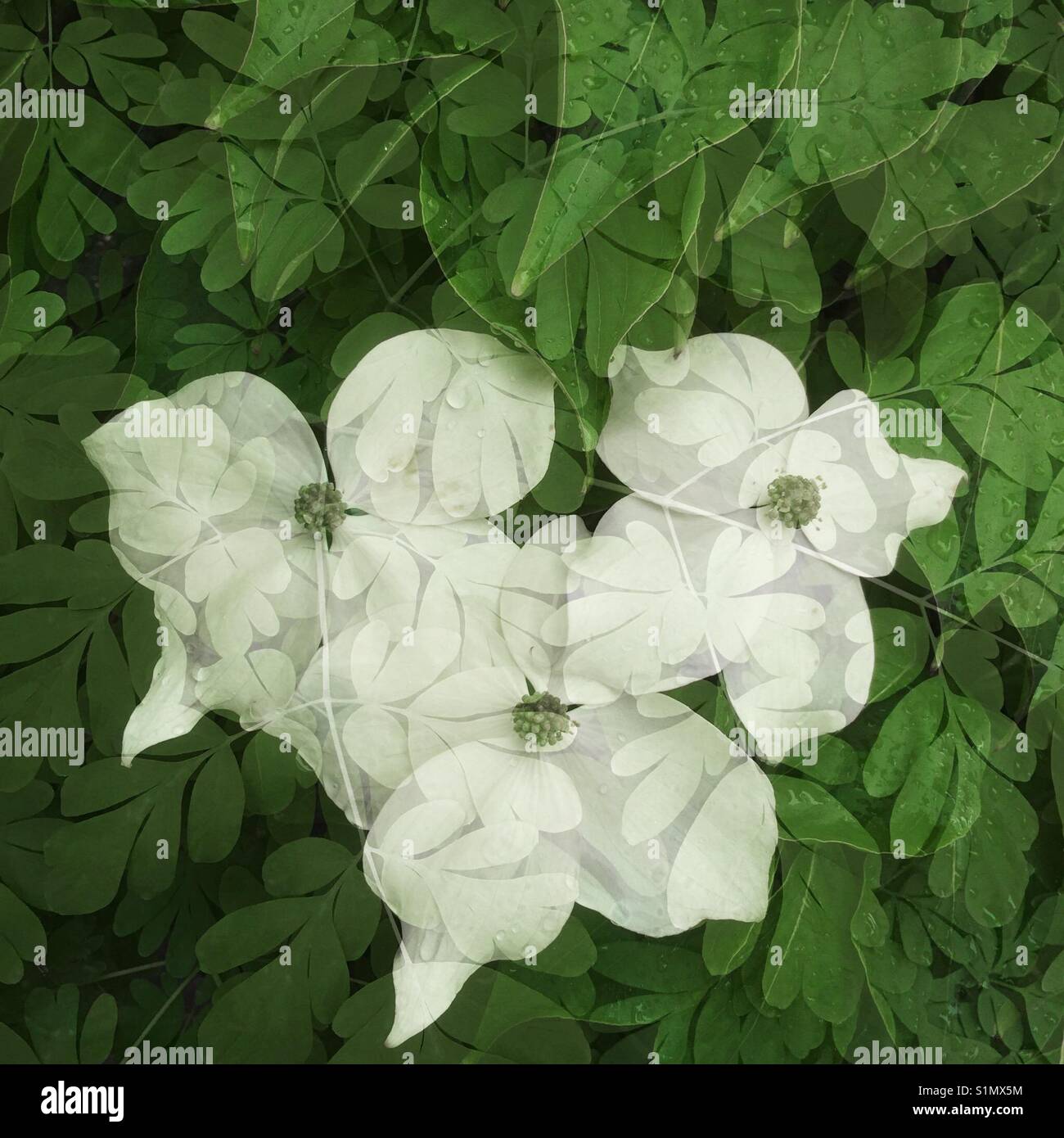 Dogwood flower abstract - double exposure - Smartphone Captured Stock Image