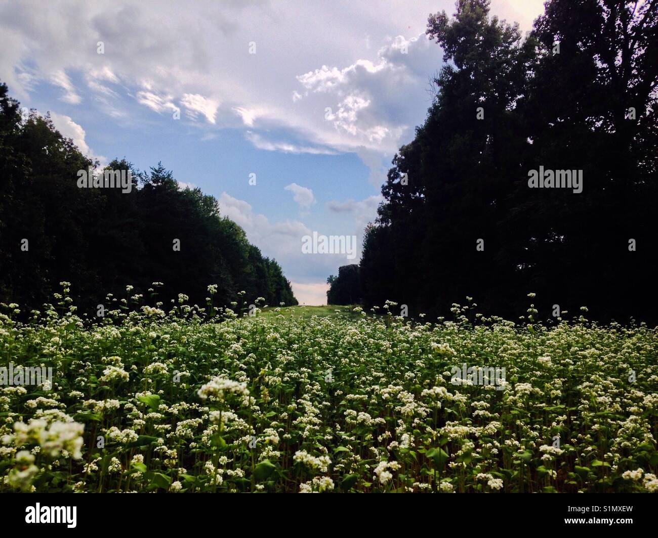 Buckwheat field with blue sky North Carolina Stock Photo Alamy
