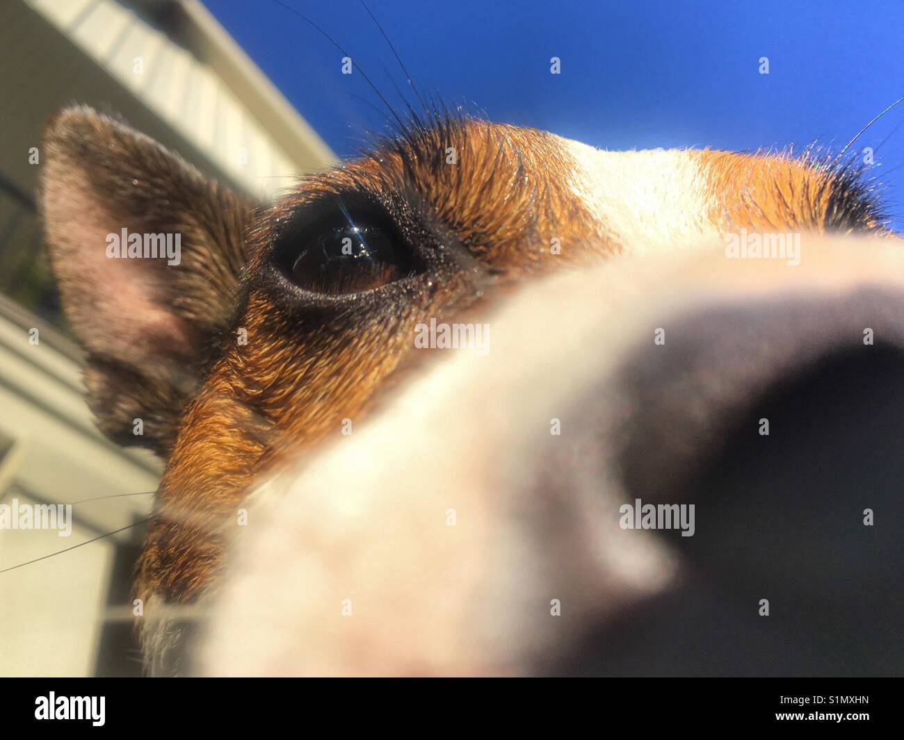 Dog sniffing camera hires stock photography and images Alamy