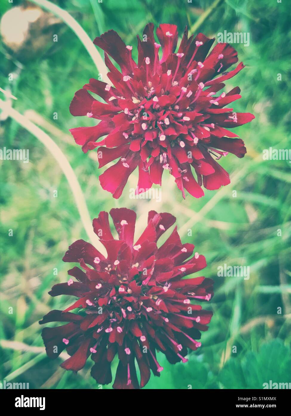 Crimson Scabious flowers Stock Photo