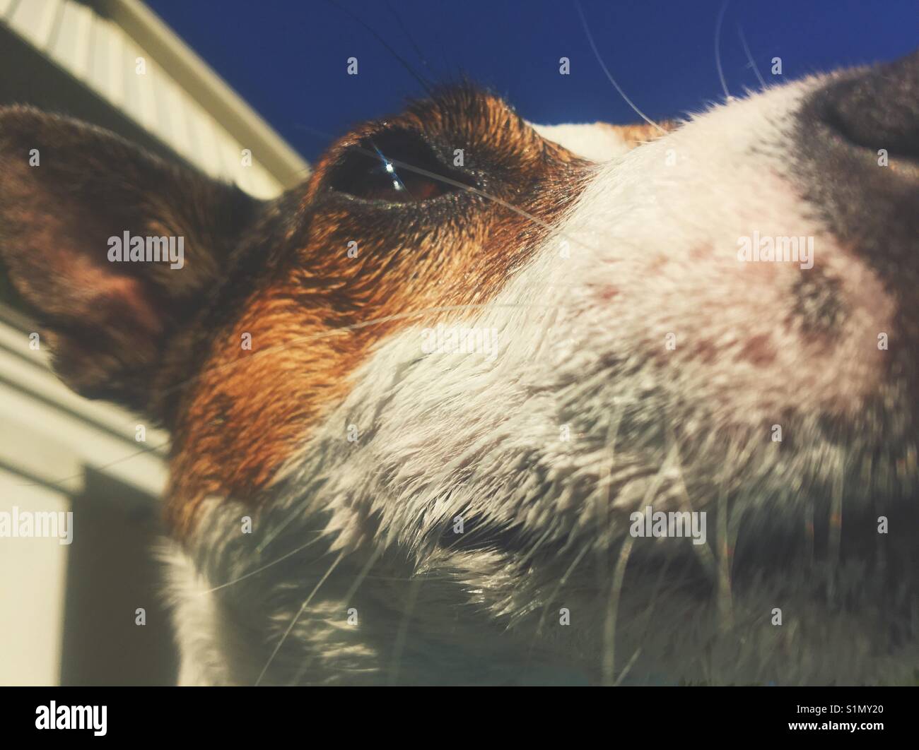 Close up of Jack Russell Terrier dog's face in the sunlight. - Smartphone Captured Stock Image
