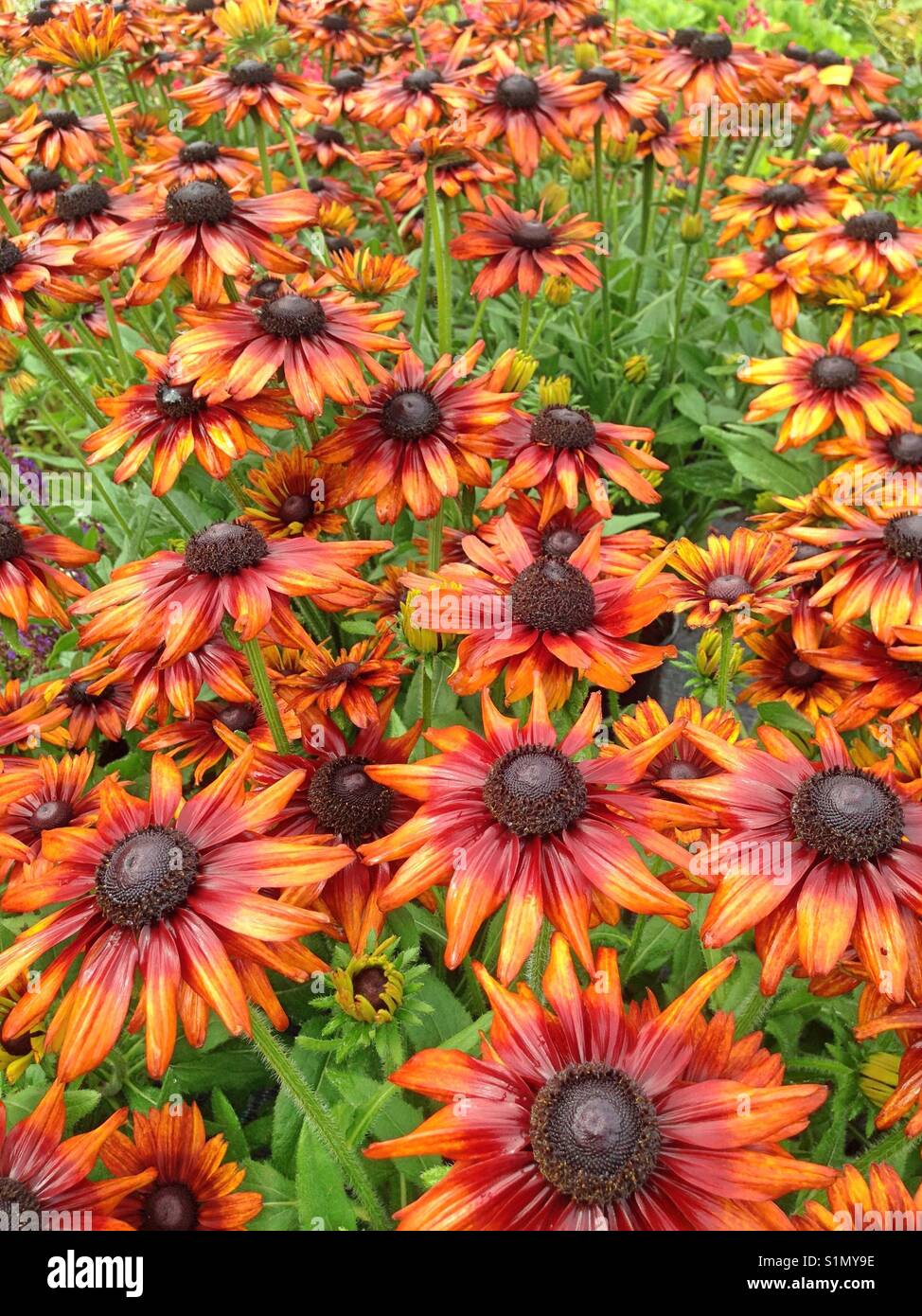 A field of bronze colored Rudbeckia Summerina coneflowers after