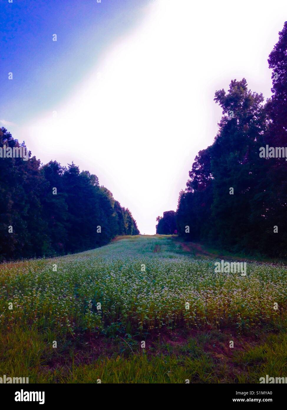 Pipeline dreams buckwheat field on North Carolina pipeline Stock Photo
