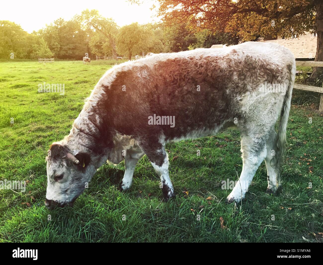 Cattle grazing - Smartphone Captured Stock Image