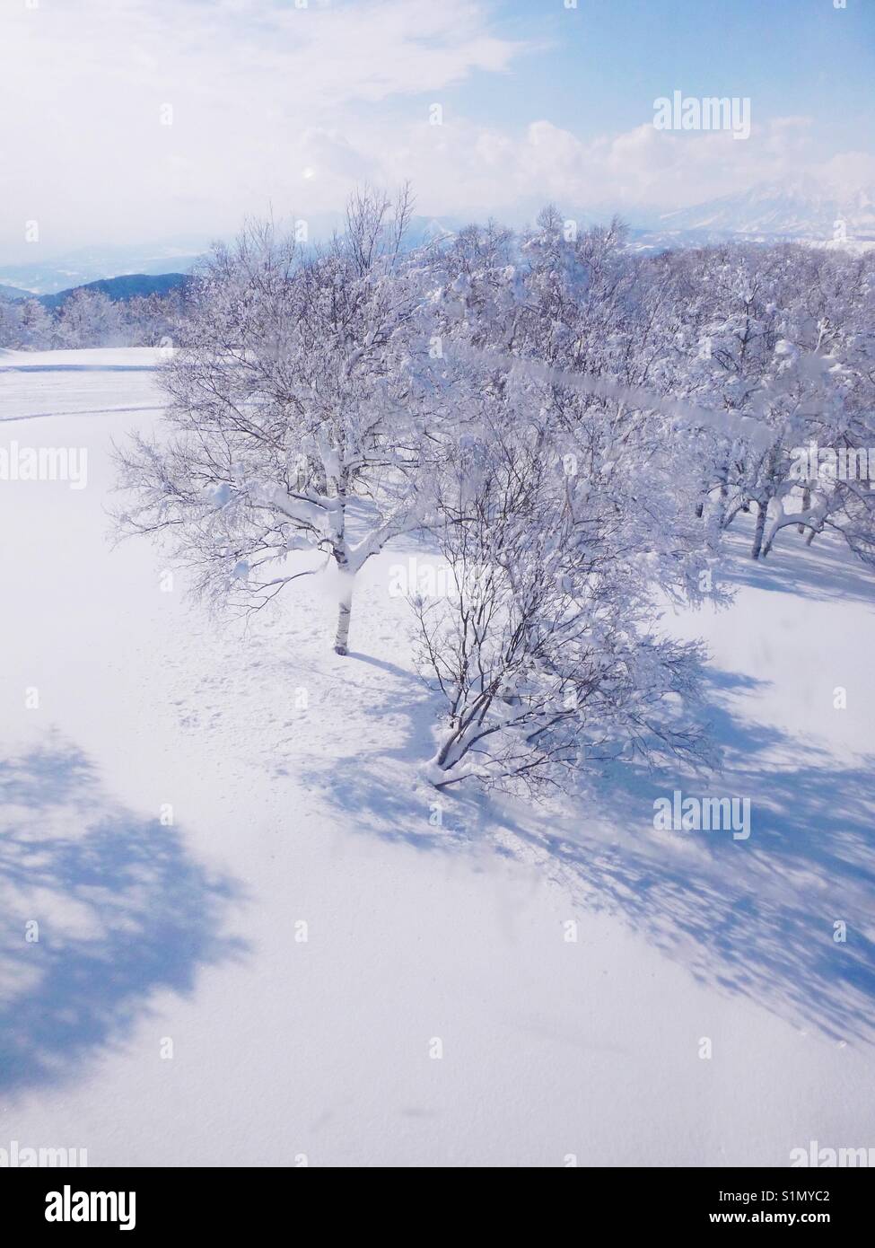 Winter trees - Smartphone Captured Stock Image