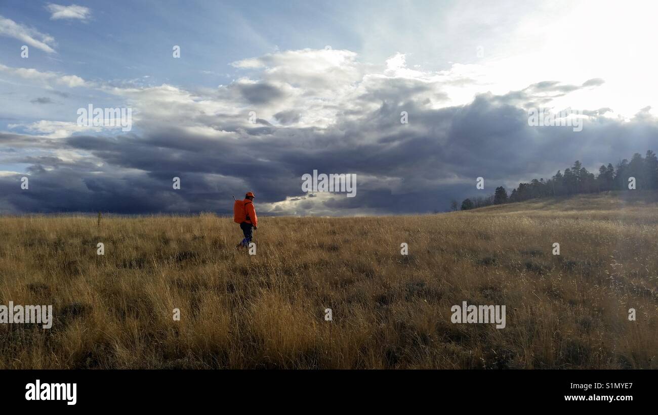 Rifle hunter crosses a field in search of Elk. - Smartphone Captured Stock Image