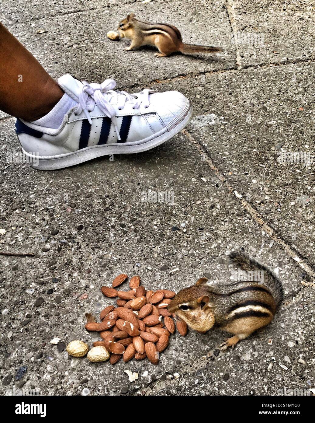 A park goer stops to feed the chipmunks. Stock Photo