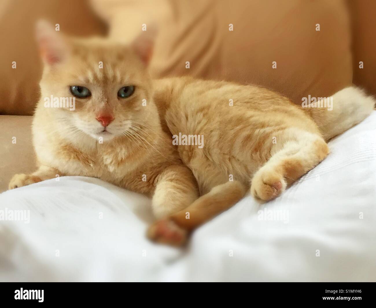 Lazy lovely cat. - Smartphone Captured Stock Image