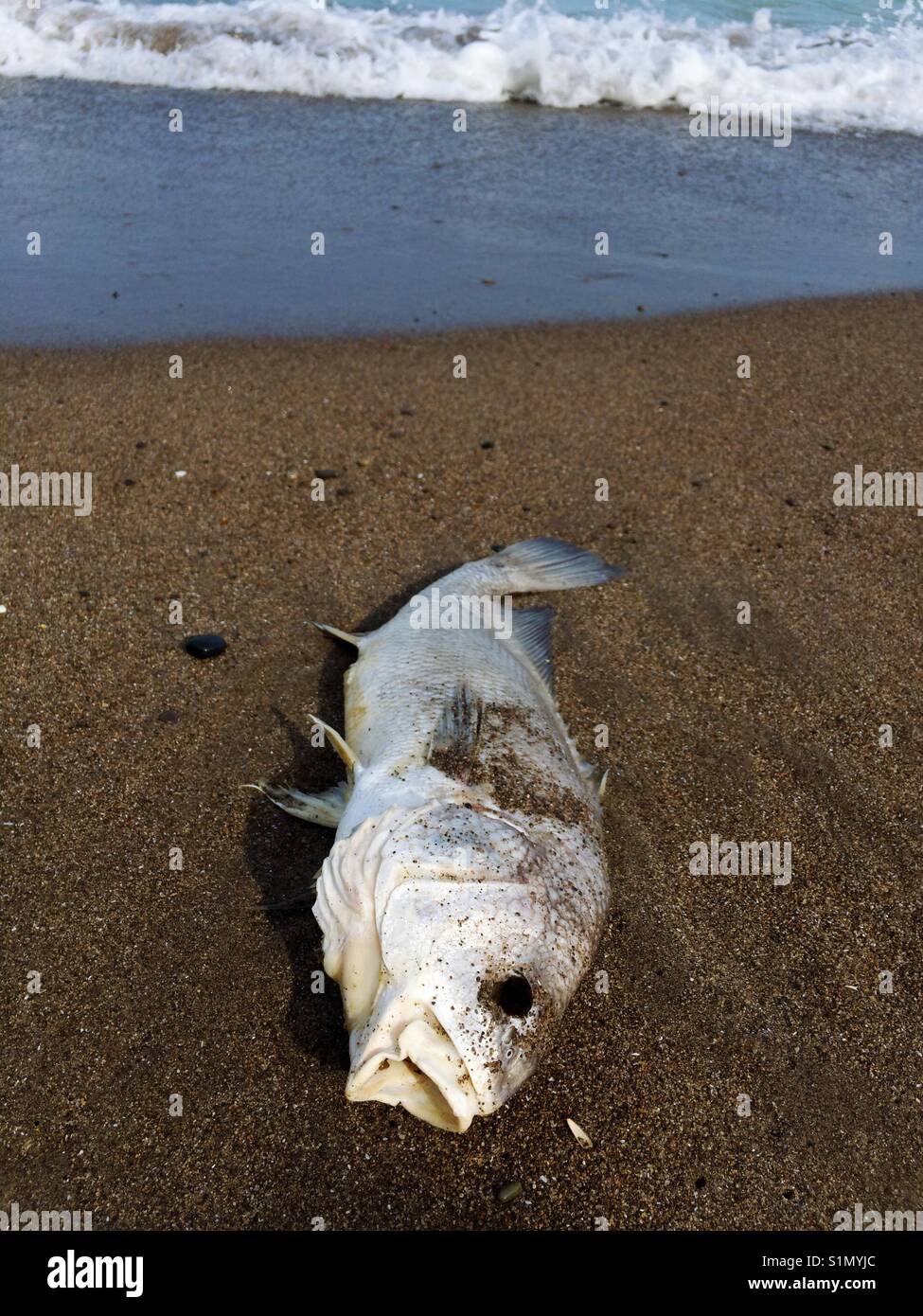 Dead fish along the shore Stock Photo - Alamy