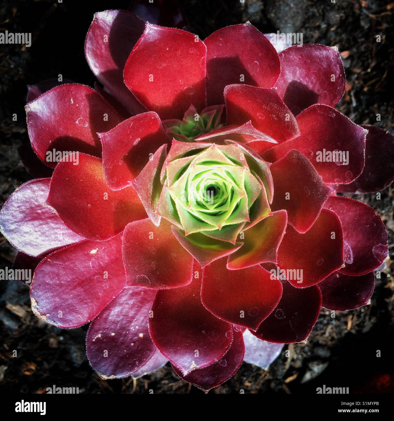 Aeonium plant portrait - Smartphone Captured Stock Image
