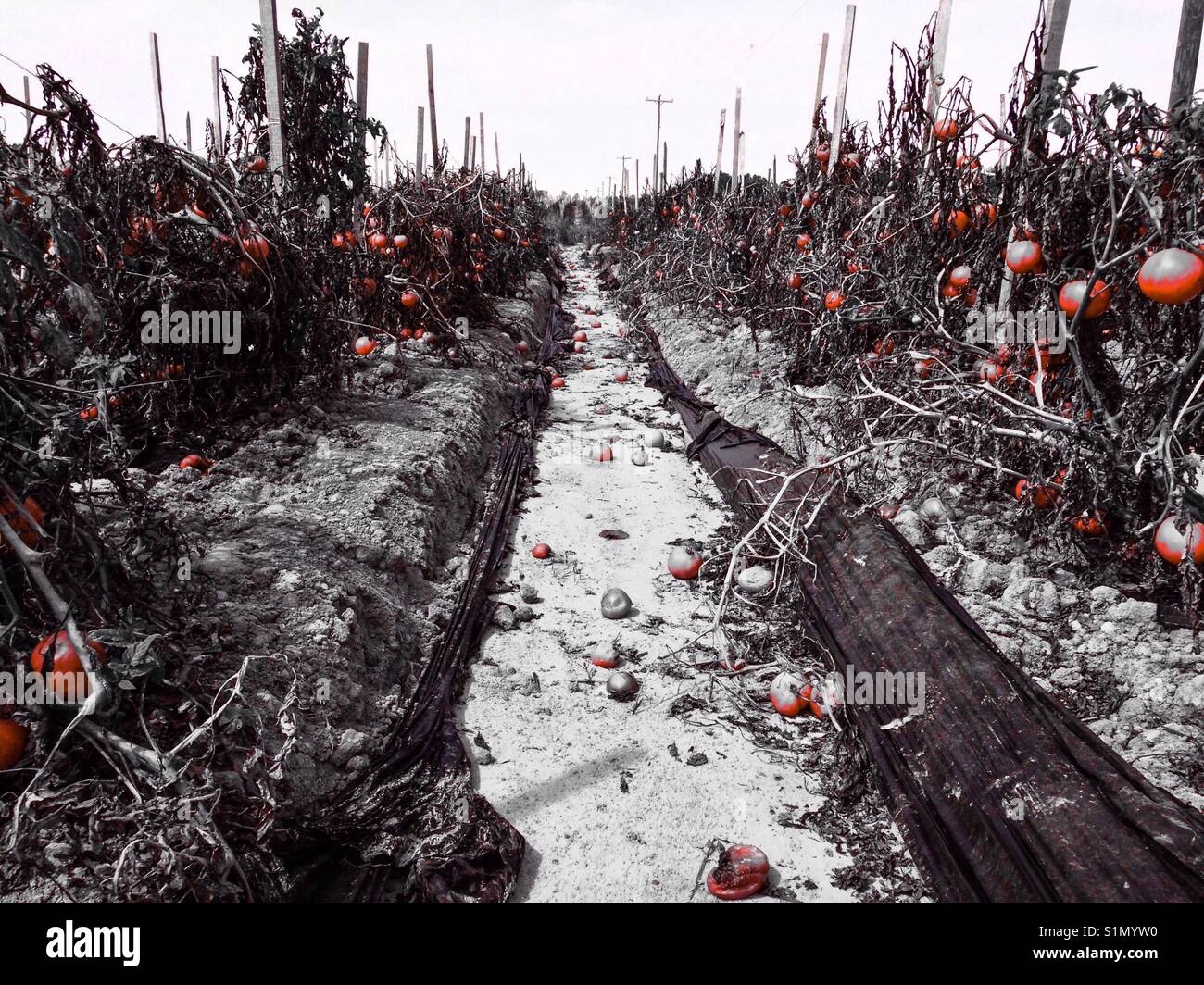 Color pop photo of red tomatoes on the vine in a row in a North Carolina field - Smartphone Captured Stock Image