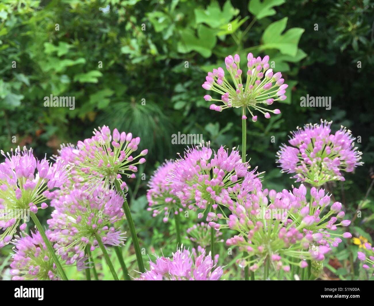 Interesting texture in the flower garden on this ornamental garlic Stock Photo