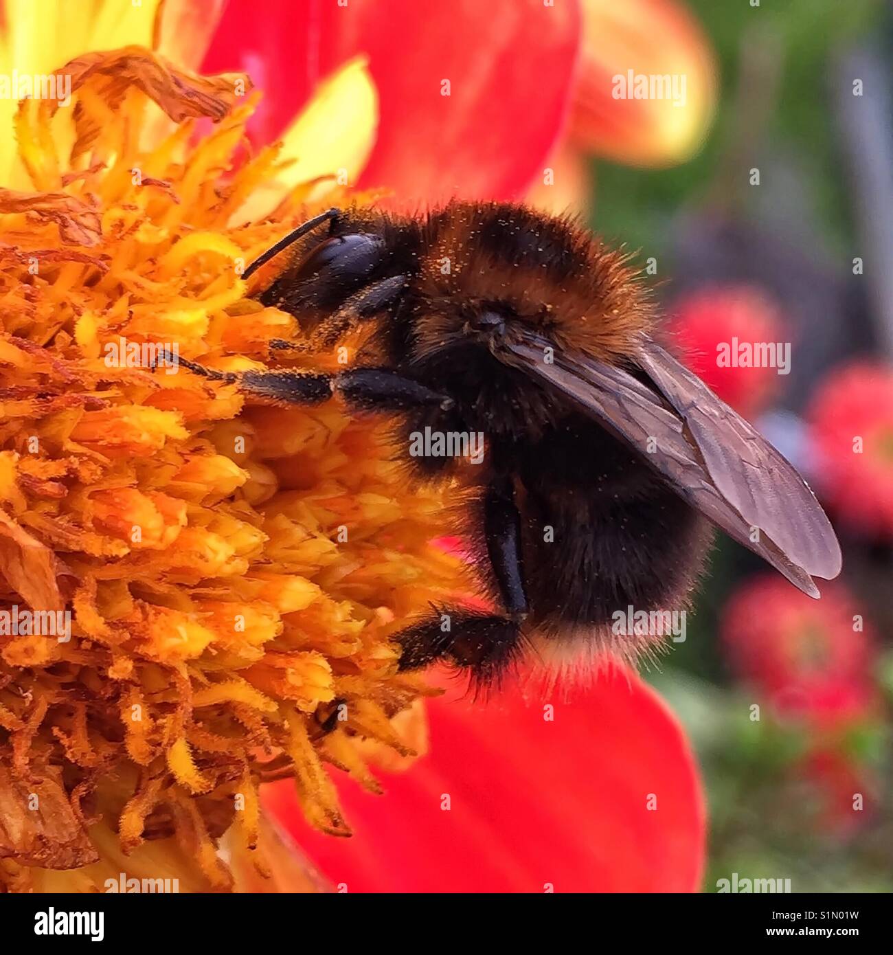 Flower vibrant hi-res stock photography and images - Alamy