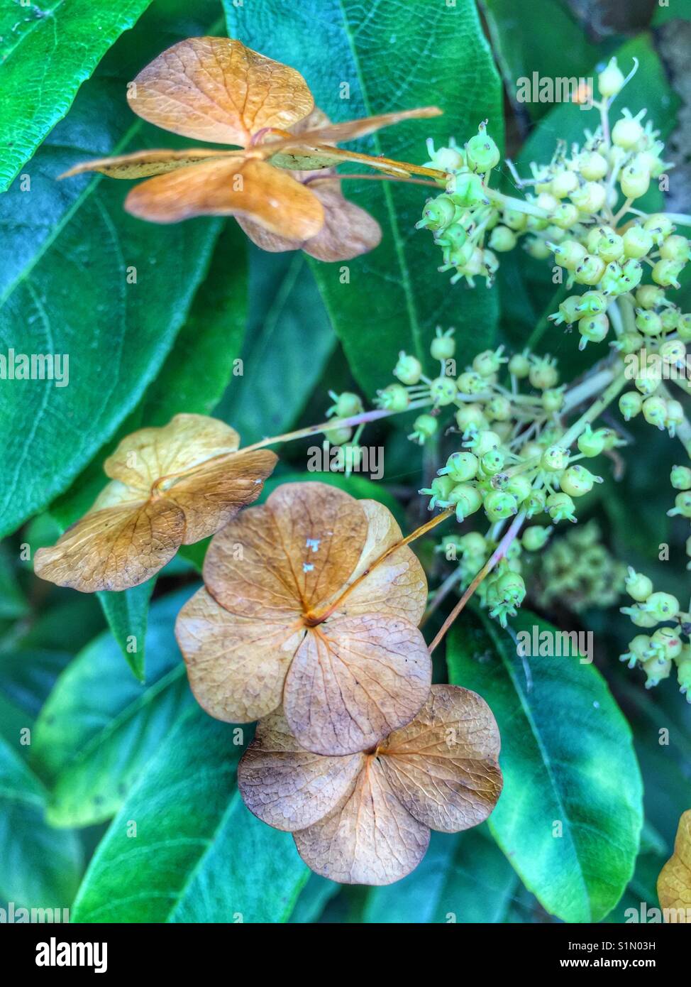 Dead hydrangea petals Stock Photo Alamy